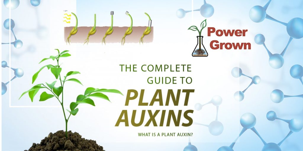 Plant Auxin